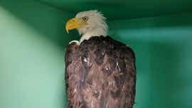 Jackie the bald eagle's mysterious cause of death revealed