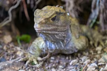 Photographie du tuatara.