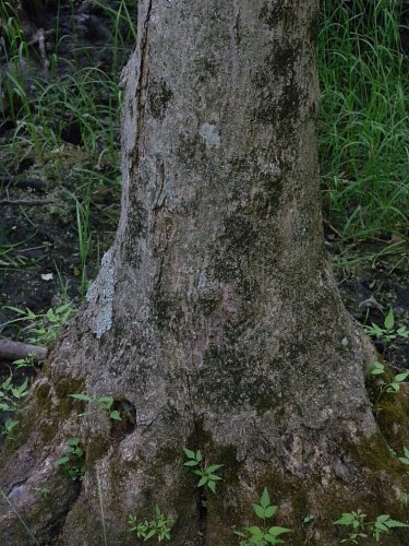Trunk Bark