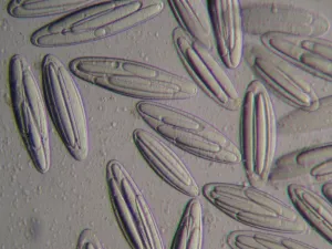 Bacteria belonging to the Epulopiscium genus