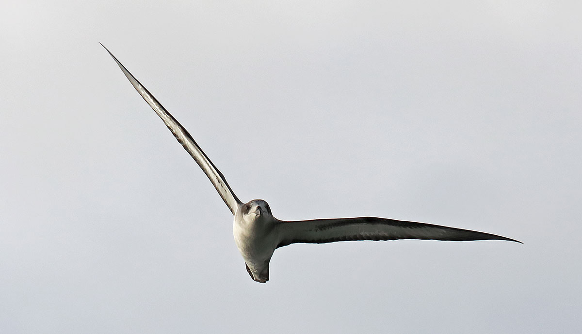 Barau's petrel with wings spread wide