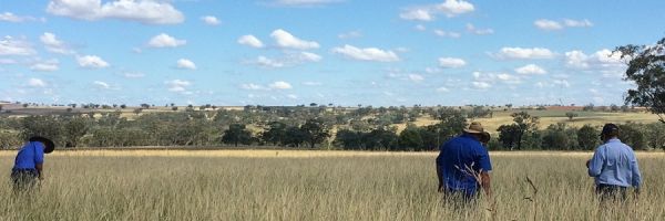 Farmers doing a pastoral inspection