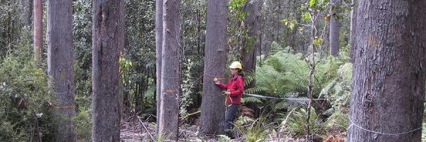 a person wearing a hardhat and safety gear evaluating trees in a forest