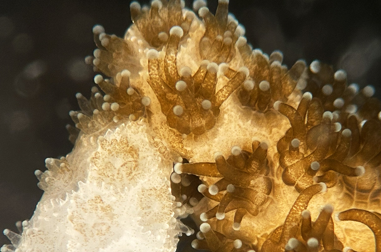 algae flowing from one coral to another