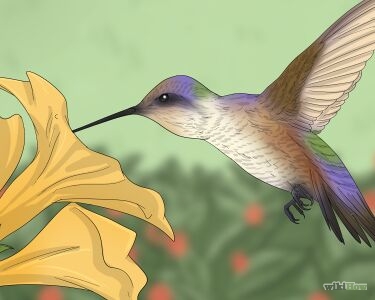 Animal Personality Quiz