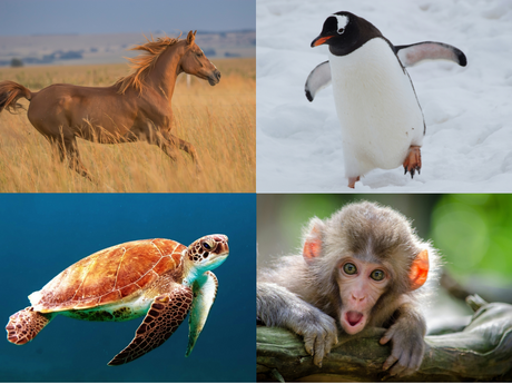 A 4-panel grid of photographs of a horse, penguin, monkey, and sea turtle.