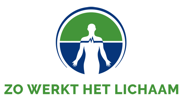 Zo Werkt Het Lichaam